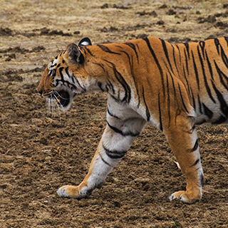 Tadoba - Tigress